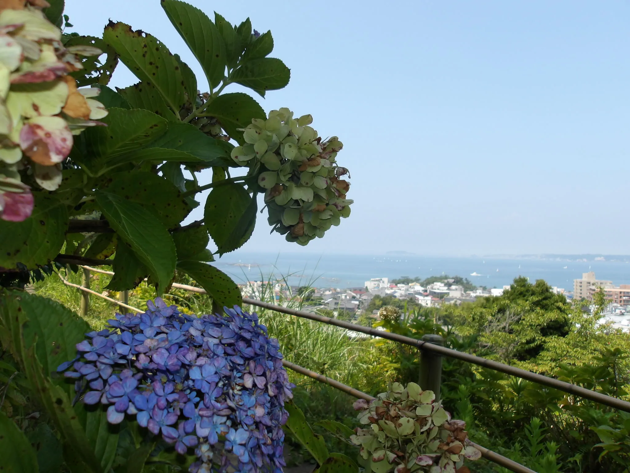 葉山あじさい絶景ハイキング＆ヨガ・ビーガンカフェ